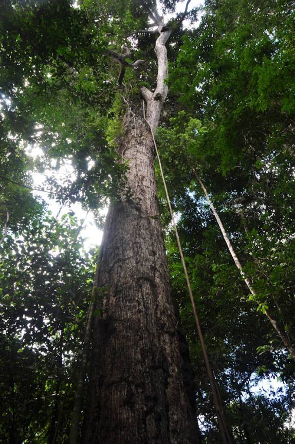 Guarúba, uma das gigantes da floresta, na FLONA, comunidade de São Domingo, região de Alter do Chão - PA